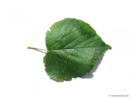 small leaved lime (Tilia cordata) leaf