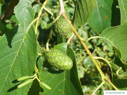 spaehts alder (Alnus spaethii) the young fruit (cones)