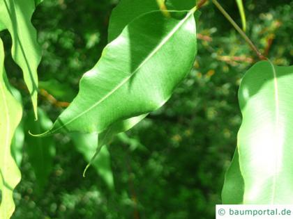 spotted gum (Corymbia maculata) leaf