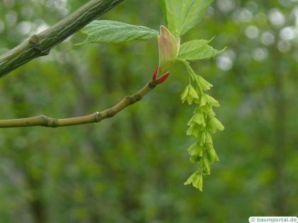 striped maple (Acer pensylvanicum) flower