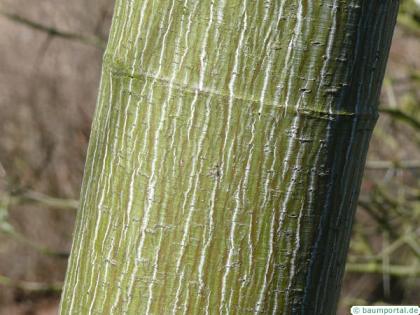 striped maple (Acer pensylvanicum) trunk