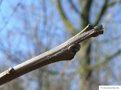 swamp white oak (Quercus bicolor) terminal bud