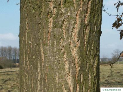 turkish oak (Quercus zerris) trunk / bark