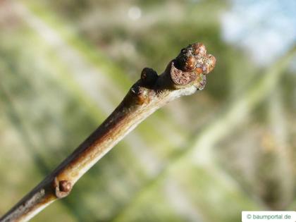 white oak (Quercus alba) buds