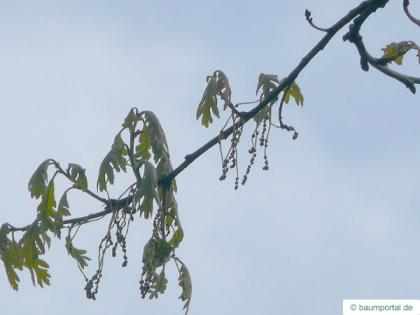 white oak (Quercus alba) flower