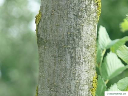 wych elm (Ulmus glabra) trunk / bark