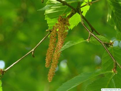 yellow birch (Betula alleghaniensis) fruits / seed