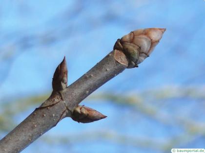 yellow buckeye (Aesculus flava) axial buds