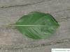 alder buckthorn (Rhamnus frangula) leaves