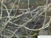 alder buckthorn (Rhamnus frangula) branches in winter