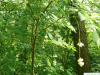 american bladdernut (Staphylea trifolia) crown