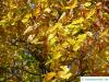 large leaved american lime(Tilia americacna 'Nova') autumn colouring
