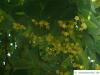 large leaved american lime(Tilia americacna 'Nova') twigs and blossoms