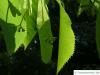 large leaved american lime(Tilia americacna 'Nova') leaf margin