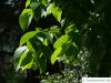 large leaved american lime(Tilia americacna 'Nova') leaves