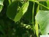 american Lime (Tilia americana) flower