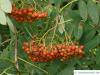american mountain ash (Sorbus americana) fruits in autumn