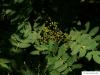 american mountain ash (Sorbus americana) fruit