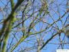 american snowbell (Styrax americanus) crown in Winter