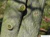 american snowbell (Styrax americanus) trunk / stem