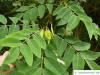 amur maackia (Maackia amurensis) leaves