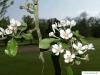 apple (Malus hybrid) flower