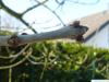 arizona ash (Fraxinus velutina) buds