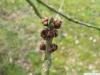 arizona ash (Fraxinus velutina) flowers