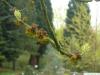 arizona ash (Fraxinus velutina) flower budding