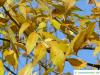 arizona ash (Fraxinus velutina) leaves in fall
