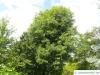 arizona ash (Fraxinus velutina) older tree in summer