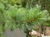 arolla  pine (Pinus cembra) branch