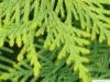 atlantic white cedar (Thuja occidentalis) needle