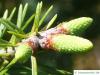 balsam fir (Abies balsamea) young cones