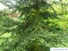 balsam fir (Abies balsamea) tree in summer
