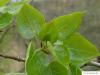 balsam poplar (Populus balsamifera) budding