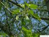 balsam poplar (Populus balsamifera) fruit