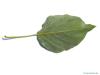 balsam poplar (Populus balsamifera) leaf underside