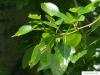 balsam poplar (Populus balsamifera) leaves