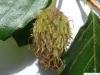beech (Fagus sylvatica) fruit capsule