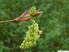 big leaf maple (Acer macrophyllum) sprout 