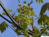 big leaf maple (Acer macrophyllum) flowers of 