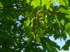 big leaf maple (Acer macrophyllum) fruits