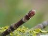 big leaf maple (Acer macrophyllum) terminal bud