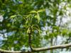 bitternut (Carya cordiformis) budding