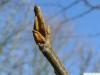 bitternut (Carya cordiformis) terminal bud