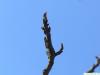 bitternut (Carya cordiformis) terminal buds