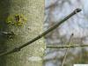 black ash (Fraxinus nigra) branch