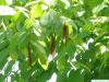 black birch (Betula lenta) branch