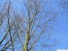 black birch (Betula lenta) tree in winter